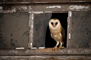 Tyto: Common barn owl (Tyto alba) sits in the window