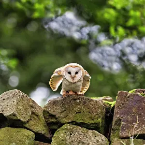 Tyto: Common barn owl (Tyto alba) on a wall, attentive