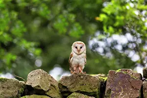 Tyto: Common barn owl (Tyto alba) on a wall in the Neuhaus