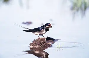 Twigs: Common / Barn SWALLOW - collecting mud and twigs