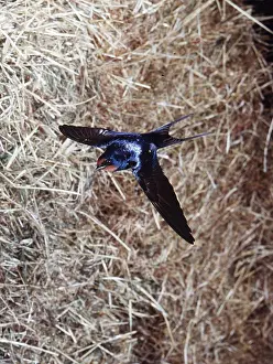 Barns: Common / Barn SWALLOW - in flight in barn