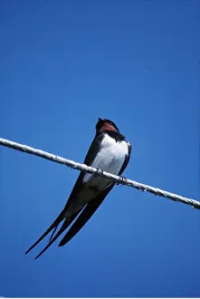 Wire: Common / Barn SWALLOW - on line