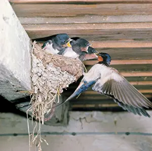 Eaves: Common / Barn SWALLOW - nesting in eaves