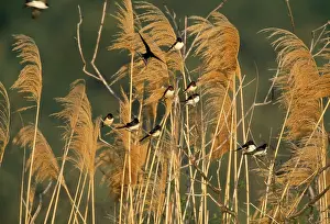 Pampas: Common / Barn SWALLOW - on Pampas reeds with breeze