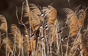 Roosting: Common / Barn SWALLOW - on Pampas reeds in breeze