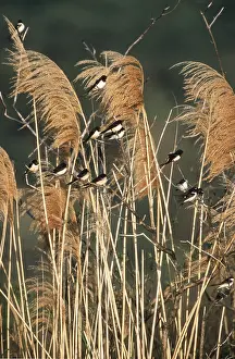 Roosting: Common / Barn SWALLOW - on Pampas reeds with wind