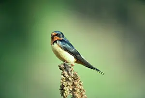 Sid Roberts: Common / Barn SWALLOW - on perch