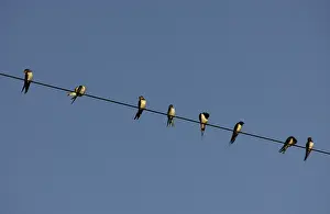Sophie Gooders: Common / Barn SWALLOW - Perched on telephone wires