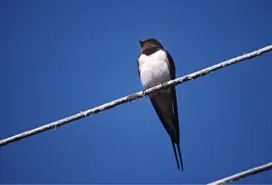 Telegraph: Common / Barn SWALLOW - on telegraph line
