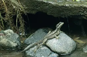 Piedras: Common Basilisk