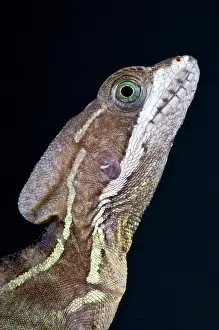 Basiliscus: Common basilisk (Basiliscus basiliscus), Panama