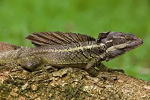 Lagarto: Common Basilisk - capable of running across water