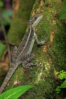 Lagarto: Common Basilisk - capable of running across water
