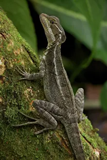 Lagarto: Common Basilisk - capable of running across water