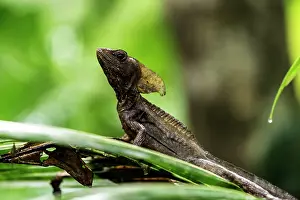 Lagarto: Common Basilisk on tree