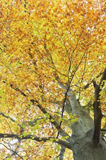 Holstein: Common Beech