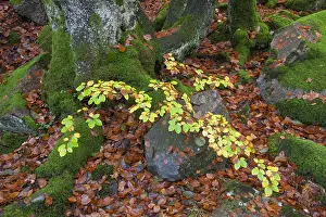 051118: Common beech - beech forest in autumn at Soederasen