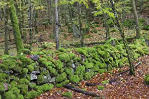 051118: Common beech - beech forest in autumn at Soederasen