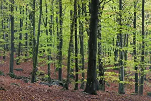 051118: Common beech - beech forest in autumn at Soederasen