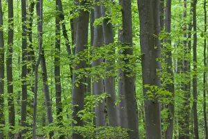181218: Common Beech - beech forest in spring - Germany