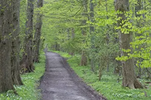 Sylvatica: Common Beech - Beech forest in spring - Germany