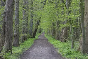 Sylvatica: Common Beech - Beech forest in spring - Germany