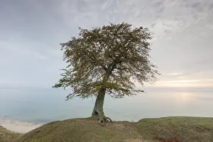 270318: Common Beech, European Beech - lonely tree at