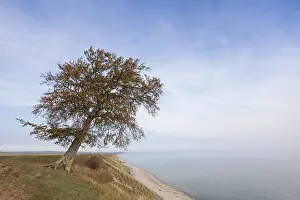 Copyspace: Common Beech, European Beech - lonely tree at