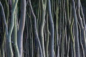 Darss: Common Beech, European Beech - Trees at west coast