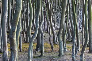 Darss: Common Beech, European Beech - Trees at west coast