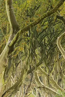 Hedges: Common beech, (Fagus sylvatica), dark hedges, Northern