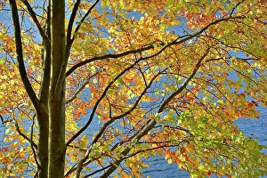 Sylvatica: Common beech (Fagus sylvatica) with autumn leaves