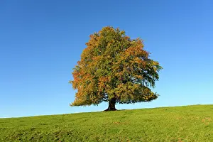 Sylvatica: Common beech (Fagus sylvatica) in autumn, solitary
