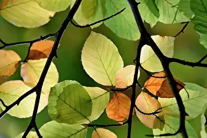Sylvatica: Common beech (Fagus sylvatica), branches with autumn