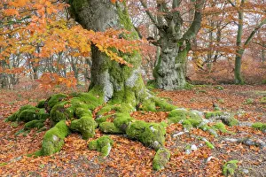 Gnarled: Common beech (Fagus sylvatica), Hute beech in autumn