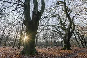 Sylvatica: Common Beech (Fagus sylvatica) trees in a natio