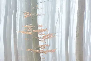 Sylvatica: Common Beech forest