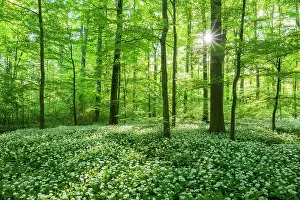 Amaryllidaceae: Common Beech forest (Fagus sylvatica) with flowering