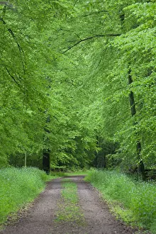 Lanes: Common Beech - forest road in beech forest in