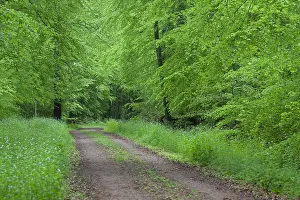 Lanes: Common Beech - forest road in beech forest in