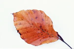 David C Dixon: COMMON BEECH LEAF - Showing necrotic spots meaning