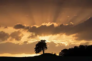 140621: Common Beech - trees at sunset - Germany