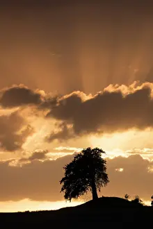 140621: Common Beech - trees at sunset - Germany