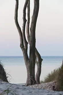 311218: Common beech - trees at the Weststrand beach