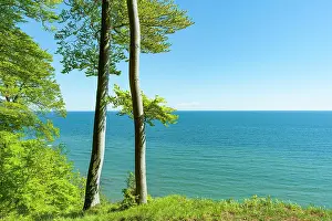 Beeches: Common beeches (Fagus sylvatica) and Baltic Sea