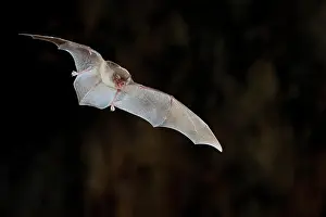 Microbat: Common bent-wing bat (Miniopterus schreibersii)