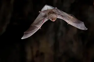 Microbat: Common bent-wing bat (Miniopterus schreibersii)