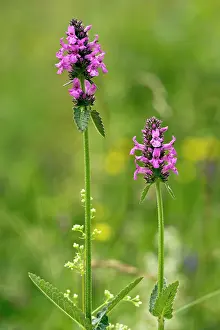 Betony: Common Betony - in flower