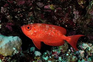 Priacanthus: Common bigeye (Priacanthus hamrur), Daedalus Reef