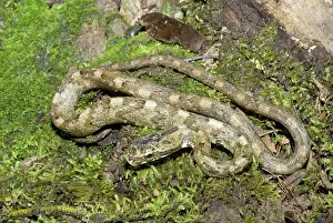 Pseustes: Common Bird Snake (Pseustes poecilionotus)